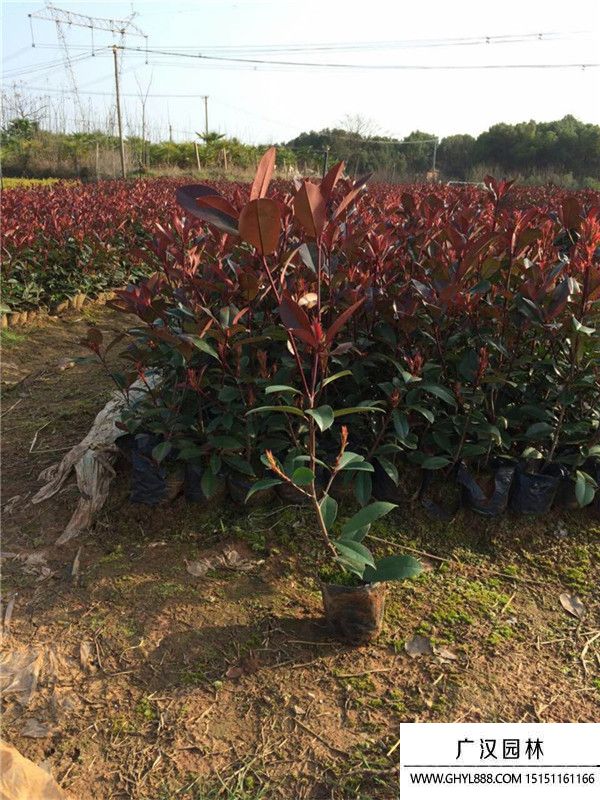 紅葉石楠 紅葉石楠