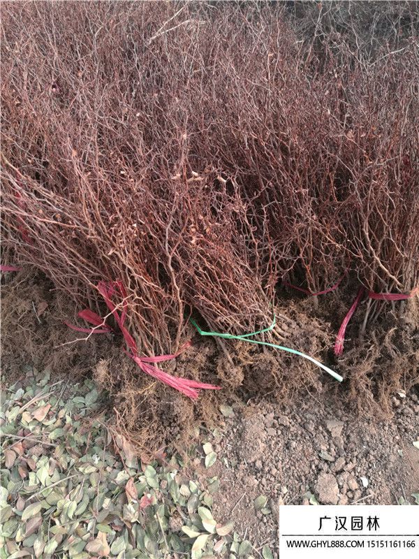 紅葉小檗 紅葉小檗