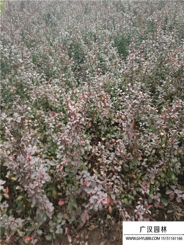 紅葉小檗 紅葉小檗