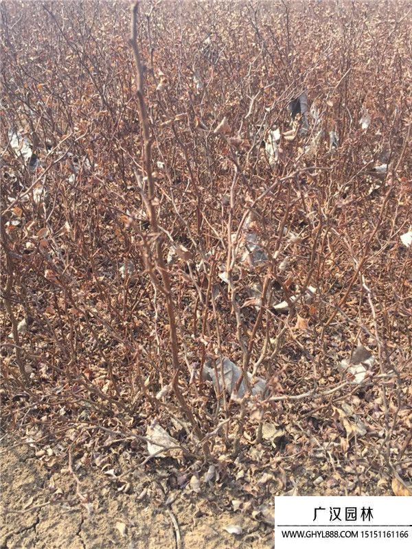 紅葉小檗 紅葉小檗