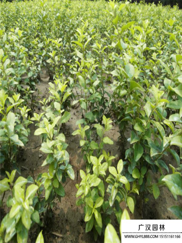 黃葉女貞 黃葉女貞