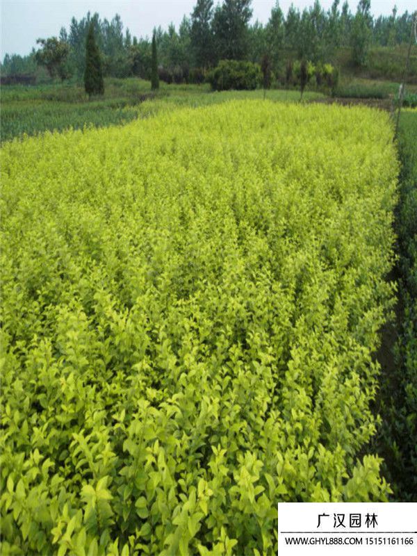 黃葉女貞 黃葉女貞