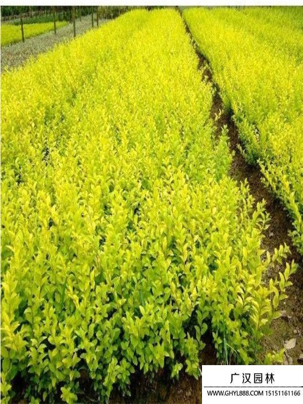 黃葉女貞 黃葉女貞