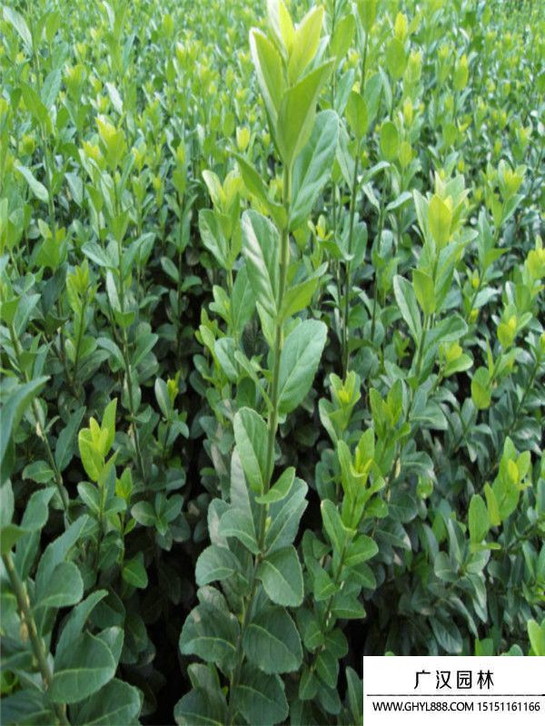 膠東衛(wèi)矛 膠東衛(wèi)矛