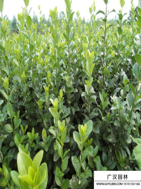 膠東衛(wèi)矛 膠東衛(wèi)矛