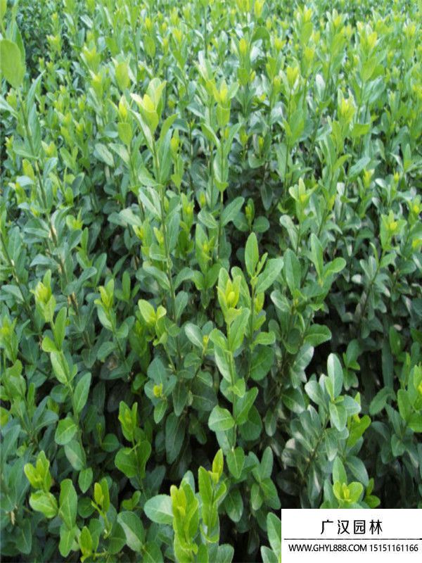 膠東衛(wèi)矛 膠東衛(wèi)矛