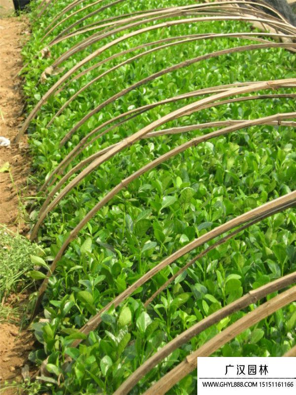 膠東衛(wèi)矛 膠東衛(wèi)矛