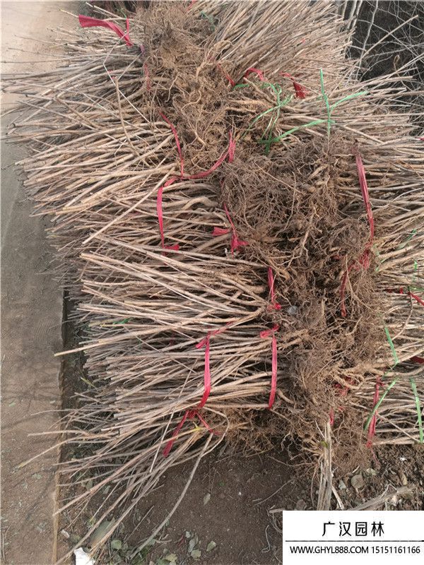 金葉錦帶 金葉錦帶