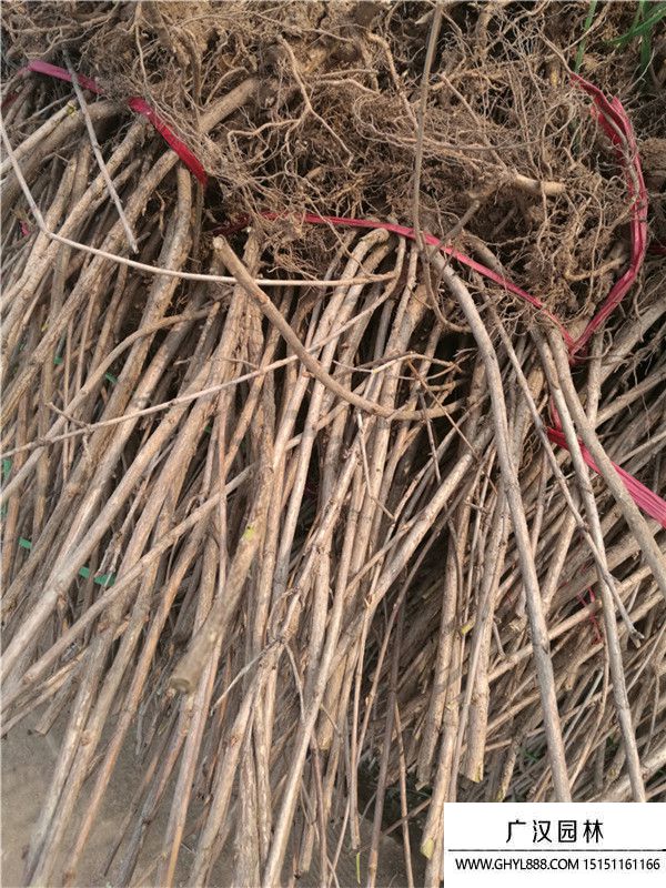 金葉錦帶 金葉錦帶