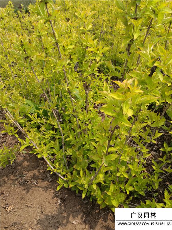 金葉錦帶 金葉錦帶