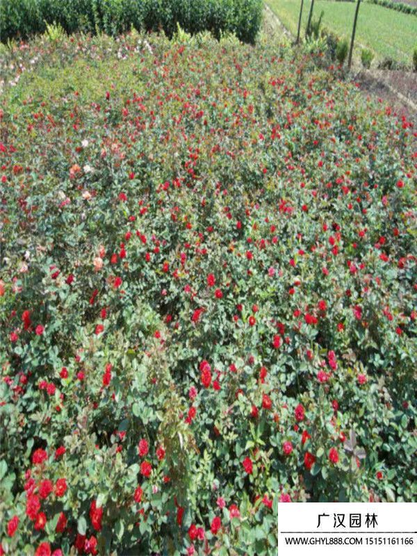 曼海姆月季 曼海姆月季