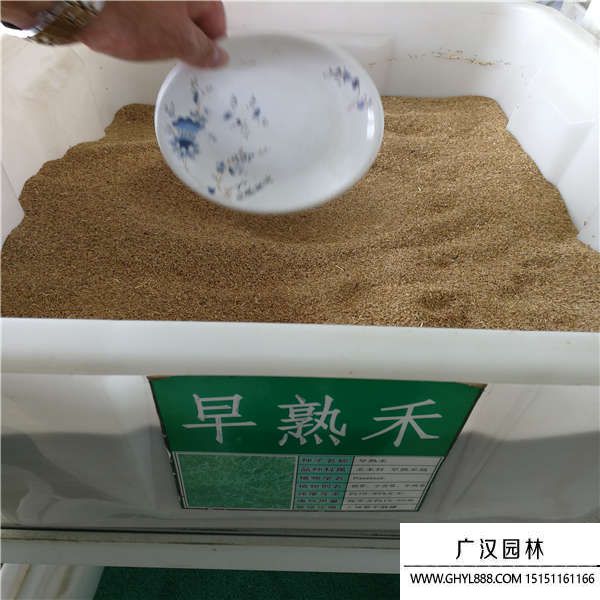 早熟禾種子 早熟禾種子