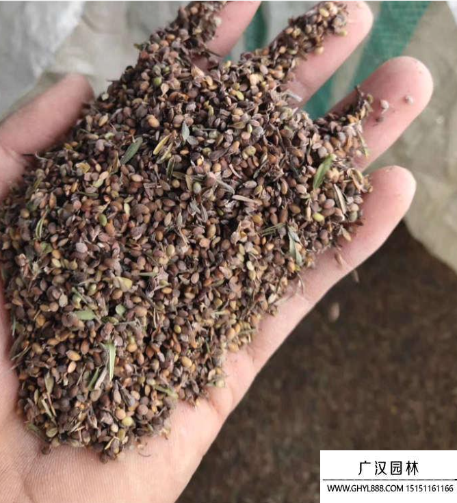 胡枝子種子 胡枝子種子