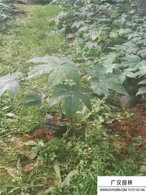 八角金盤 八角金盤