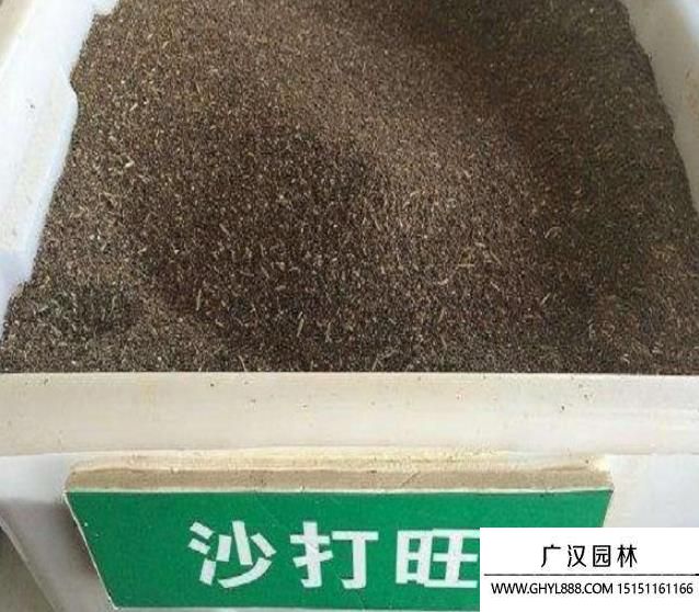 沙打旺種子 沙打旺種子