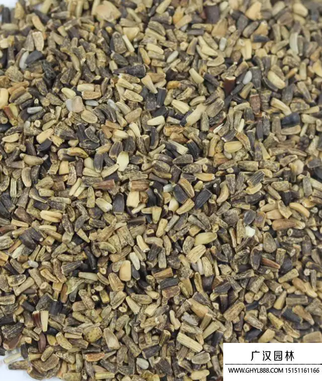 菊苣裸種 菊苣裸種