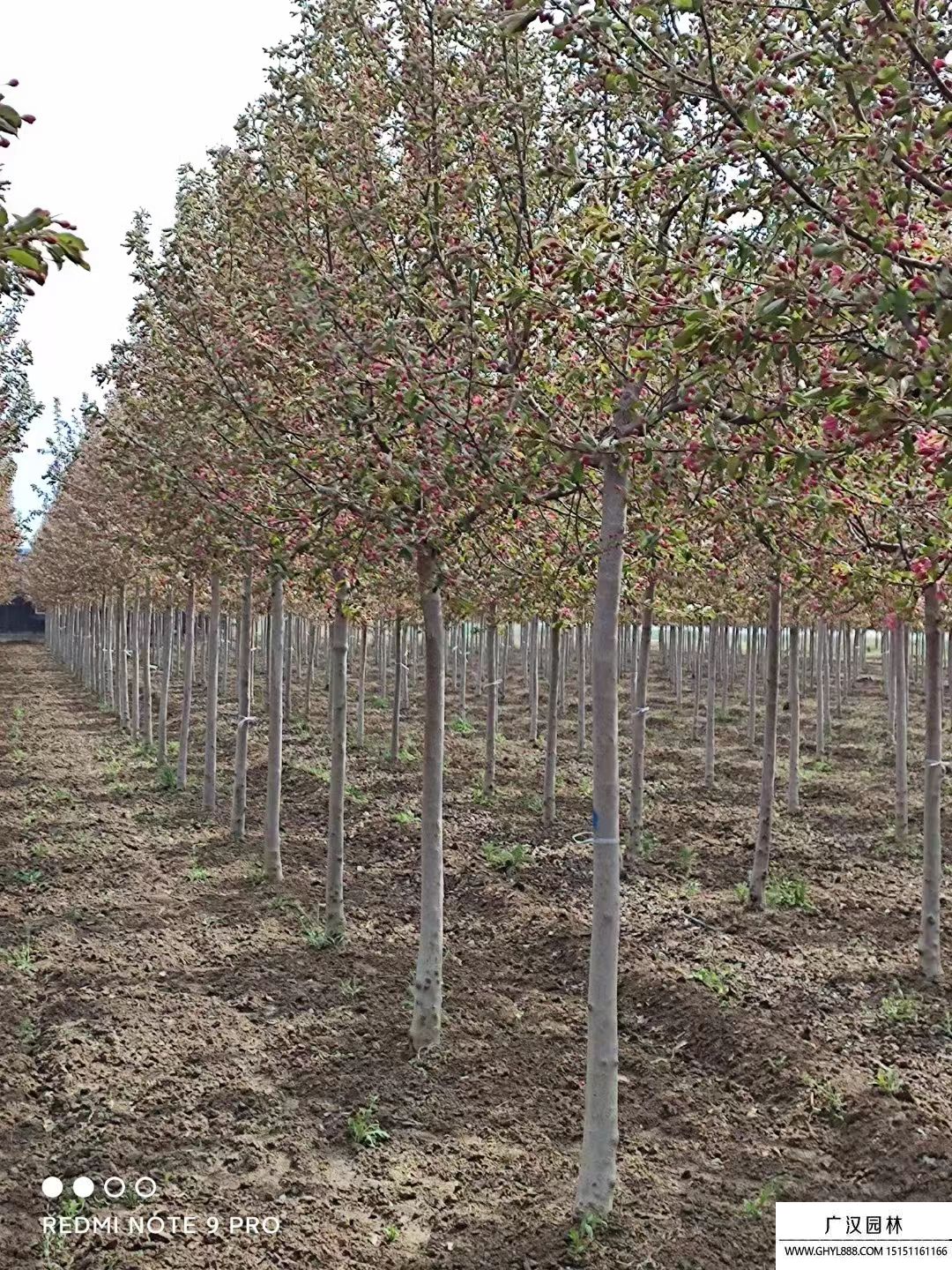 北美海棠 北美海棠