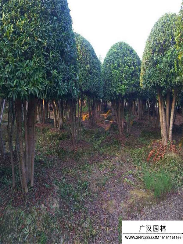 叢生大葉女貞 叢生大葉女貞