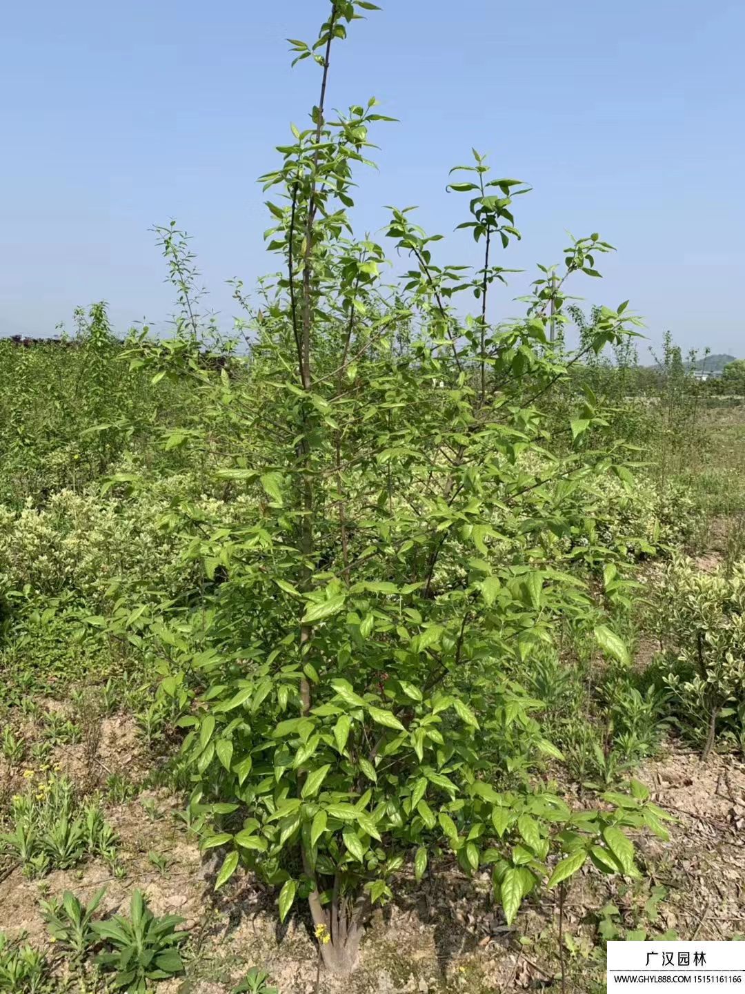 叢生臘梅 叢生臘梅