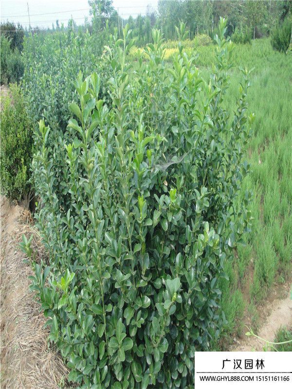 大葉扶芳藤 大葉扶芳藤