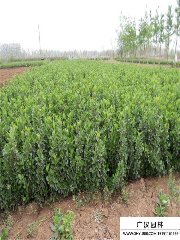 大葉扶芳藤 大葉扶芳藤