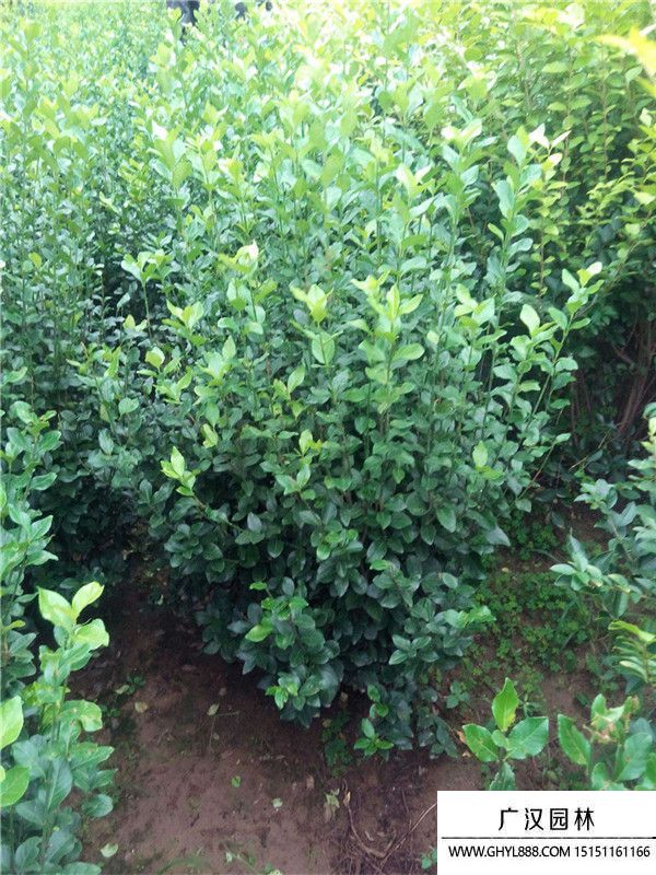 大葉扶芳藤 大葉扶芳藤