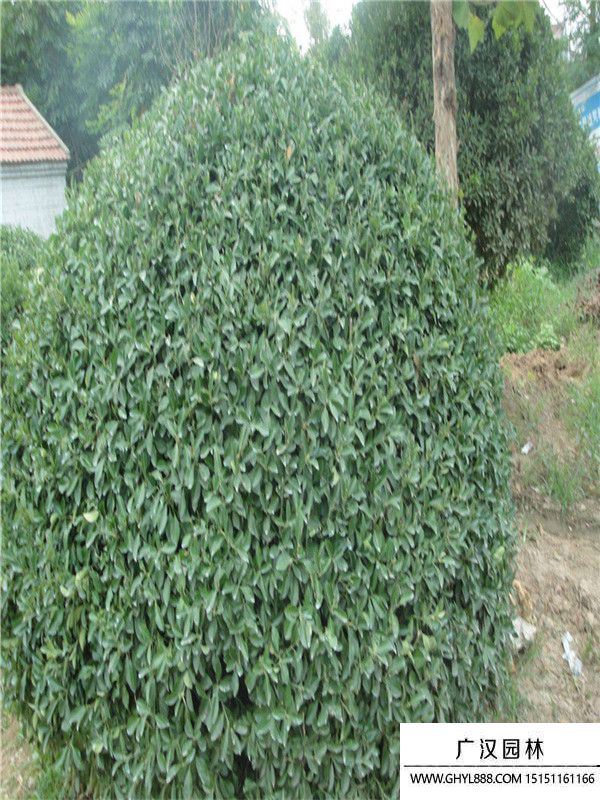 大葉扶芳藤 大葉扶芳藤