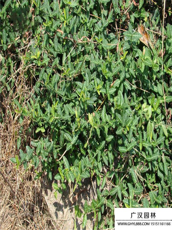 大葉扶芳藤 大葉扶芳藤