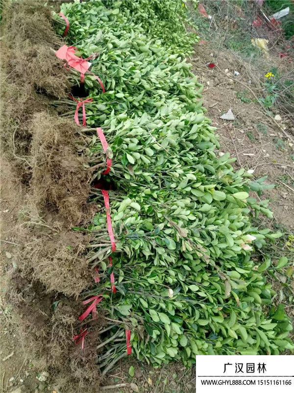 大葉黃楊苗 大葉黃楊苗