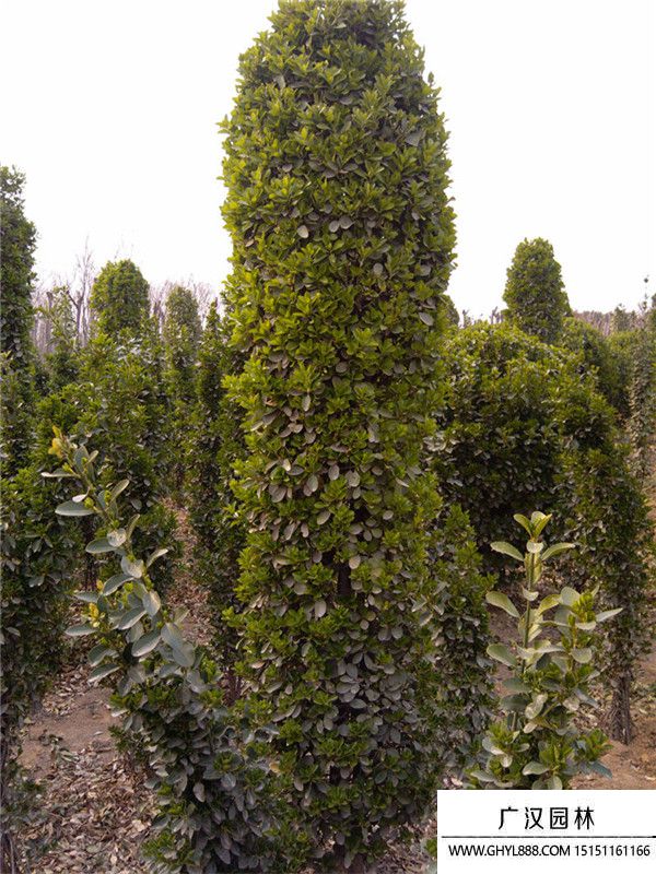 大葉黃楊柱 大葉黃楊柱