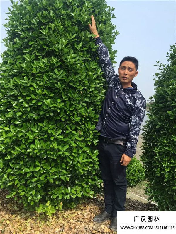 大葉黃楊柱 大葉黃楊柱