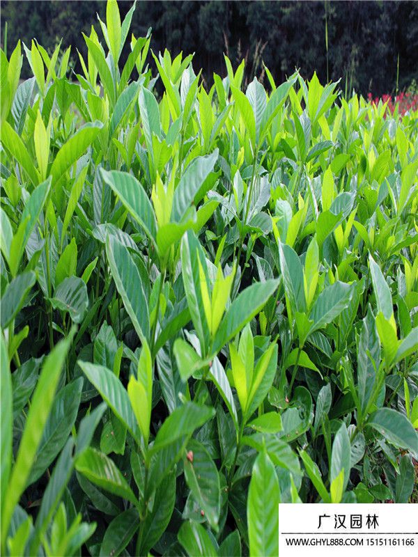 大葉梔子 大葉梔子