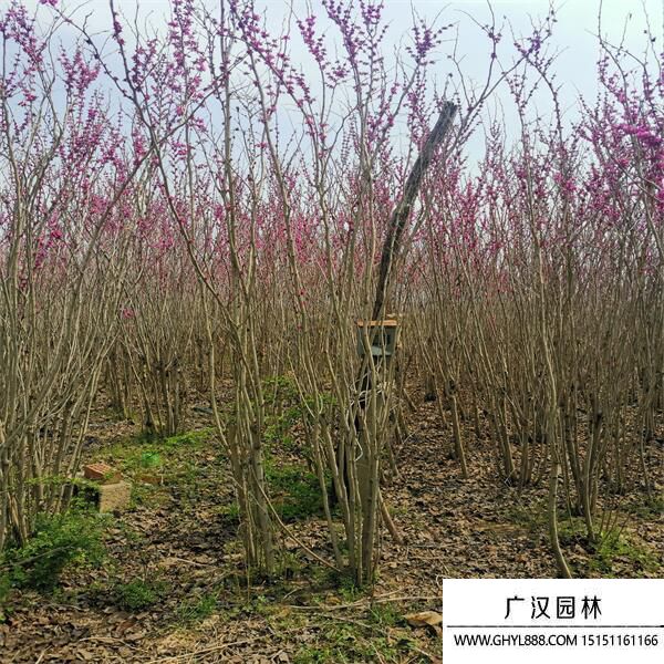 叢生紫荊 叢生紫荊