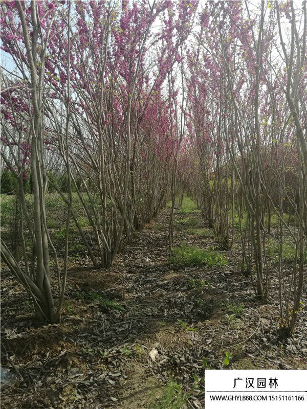 叢生紫荊 叢生紫荊