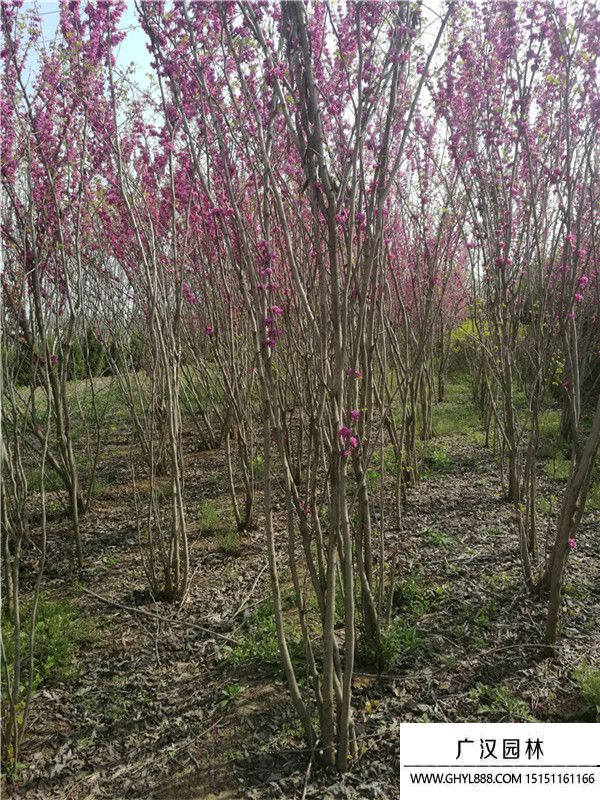 叢生紫荊 叢生紫荊