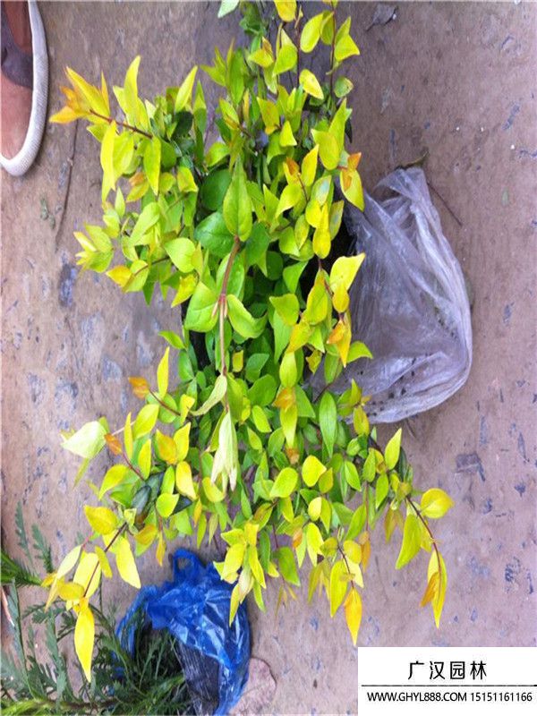 大花六道木 大花六道木