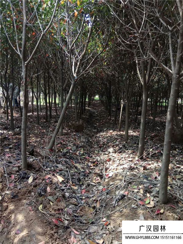 獨(dú)桿石楠 獨(dú)桿石楠