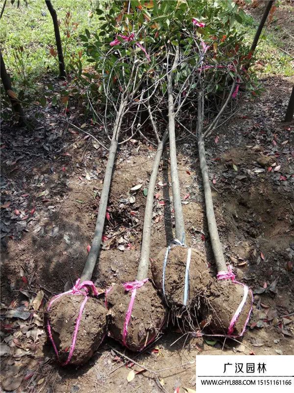 獨(dú)桿石楠 獨(dú)桿石楠