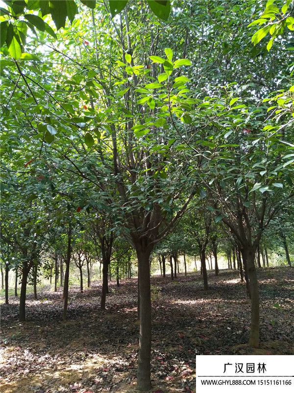 獨(dú)干石楠樹(shù) 獨(dú)干石楠樹(shù)