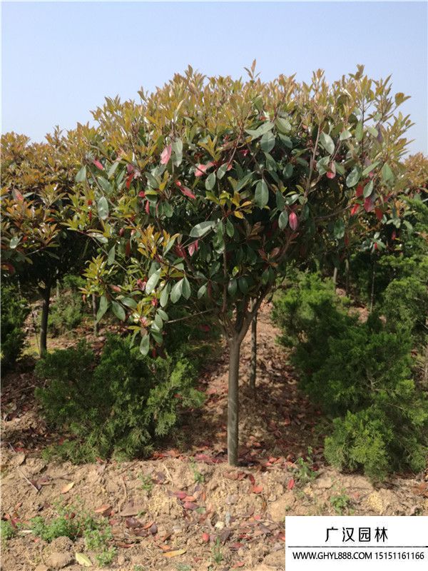 獨(dú)桿石楠 獨(dú)桿石楠