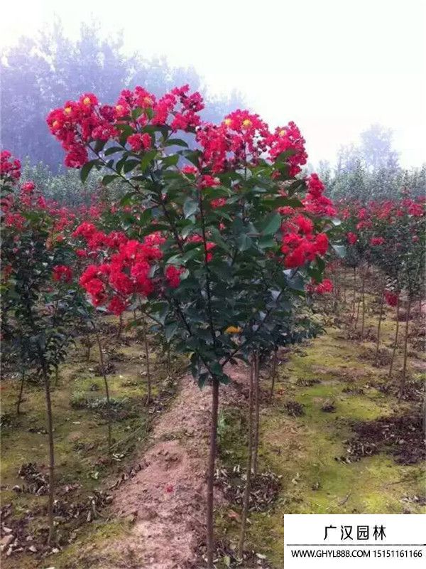 紅火箭紫薇 紅火箭紫薇