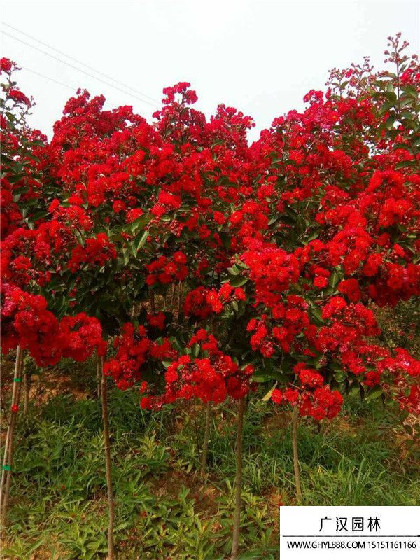 紅火箭紫薇 紅火箭紫薇