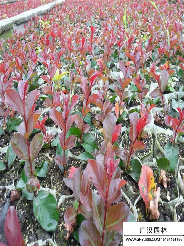 紅火箭紫薇 紅火箭紫薇