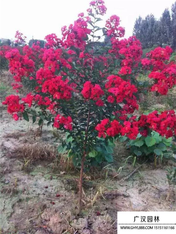 紅火箭紫薇 紅火箭紫薇