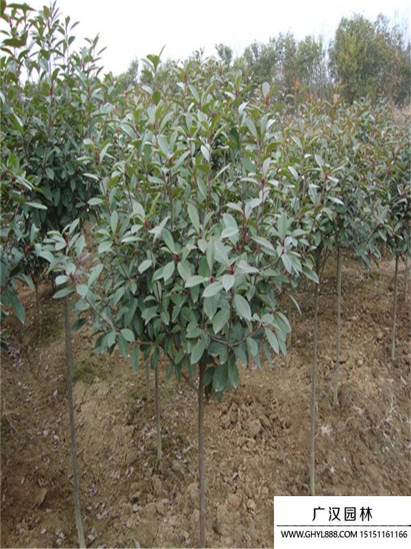 紅頭石楠 紅頭石楠