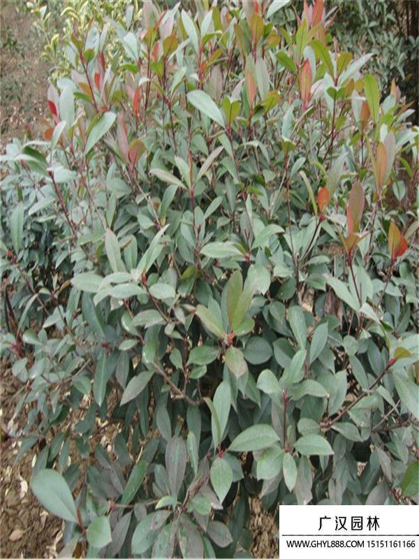 紅頭石楠 紅頭石楠