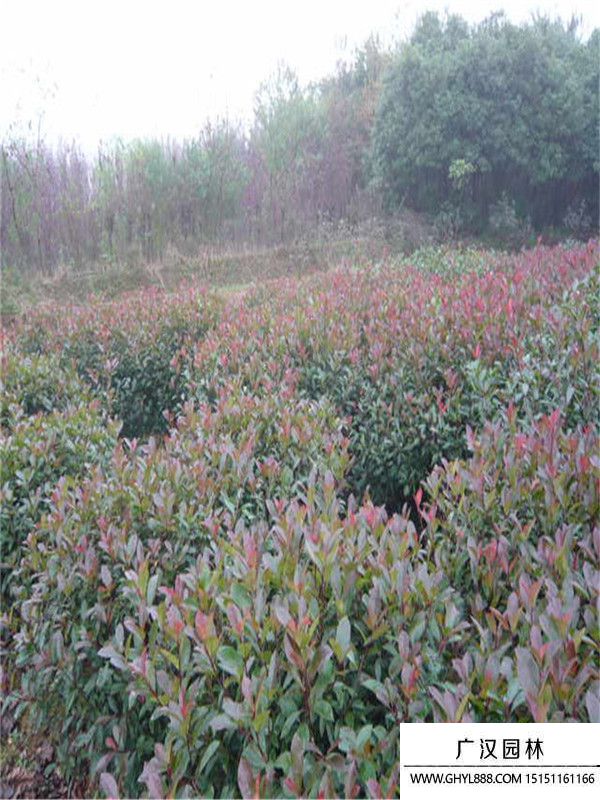 紅頭石楠 紅頭石楠