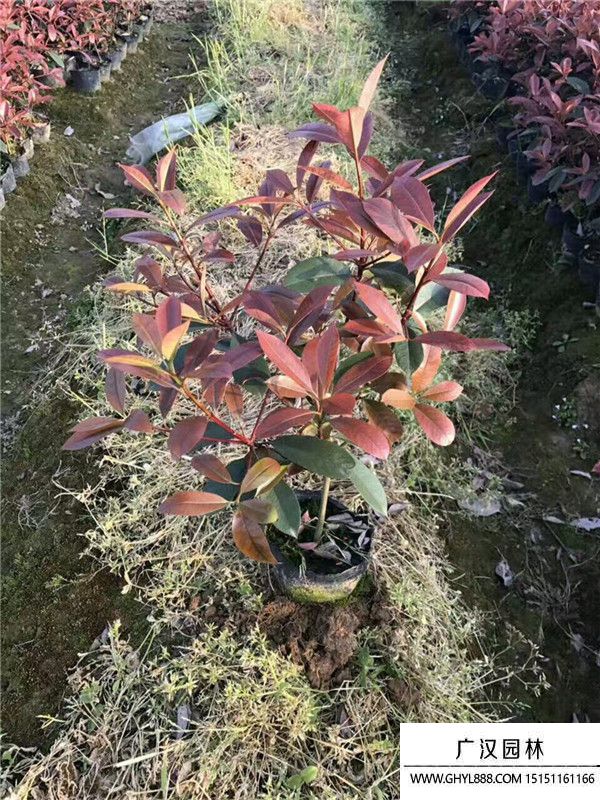 紅頭石楠 紅頭石楠