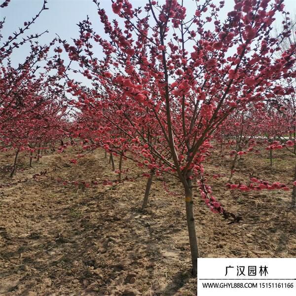 紅葉碧桃 紅葉碧桃