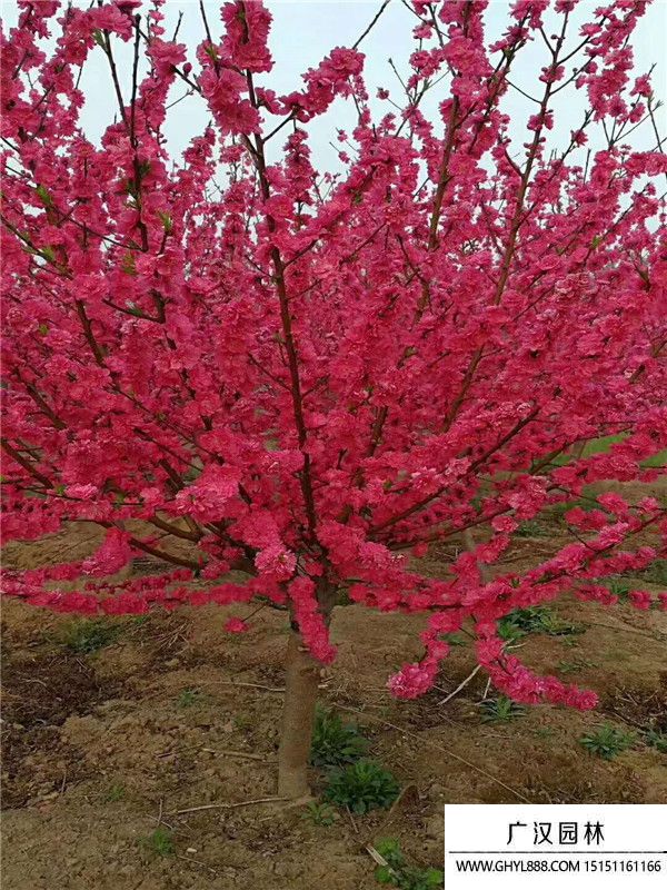 紅葉碧桃 紅葉碧桃